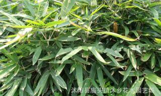 盆养竹子都有哪些品种